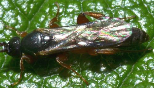 Hypsicera sp.