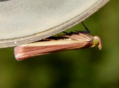 Réf. 94 983 : Oncocera semirubella