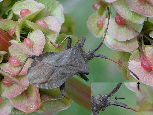 Réf. 95 481 : Coreus marginatus