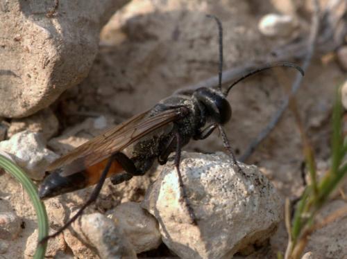 Réf. 95 640 : Sphex funerarius