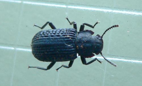 Réf. 95 031 : Bolitophagus reticulatus