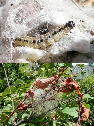 Yponomeuta evonymella