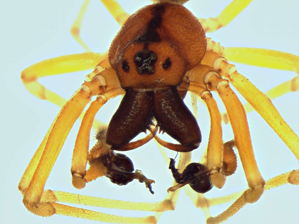 Pierre OGER - Pachygnatha listeri - réf. 95015 (972 x 729 pixels, 145 ko)