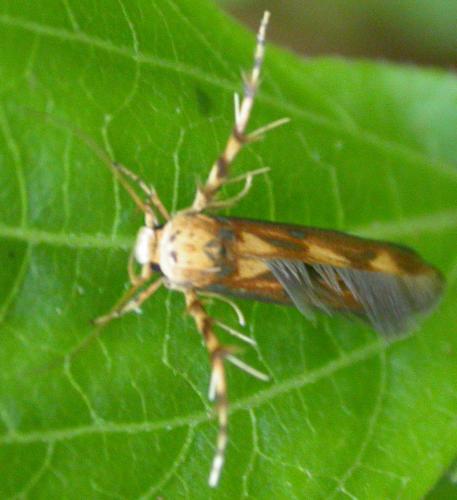 Stathmopoda margabim