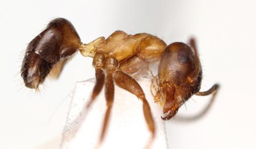 Réf. 97 592 : Lasius emarginatus
