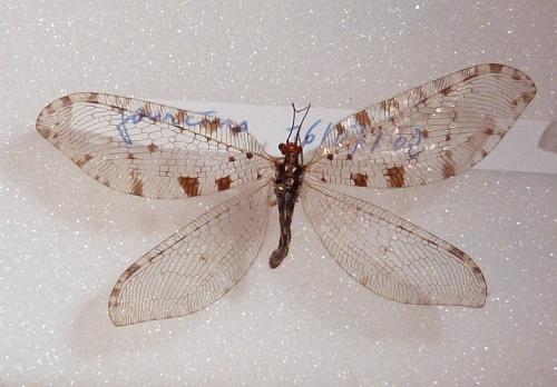 Réf. 97 019 : Osmylus fulvicephalus