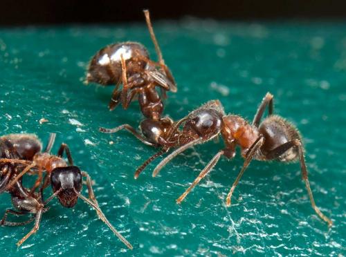 Réf. 98 637 : Lasius emarginatus