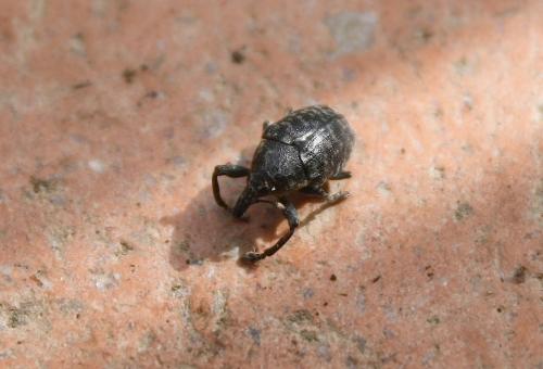 Réf. 98 794 : Larinus turbinatus