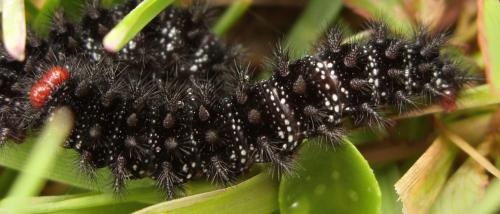 Melitaea cinxia