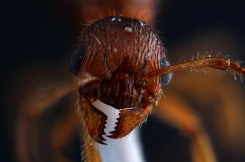 Myrmica ruginodis