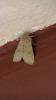 98520 – Photo : Terzieff – Maroc