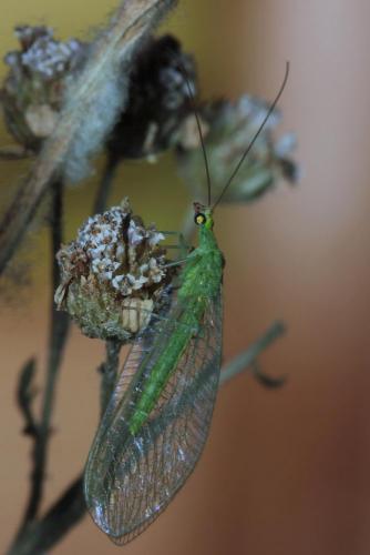 Chrysoperla sp.