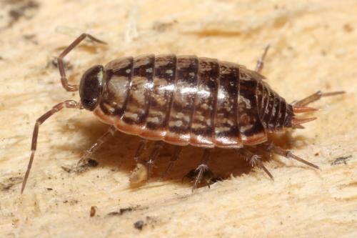 Réf. 99 296 : Philoscia muscorum