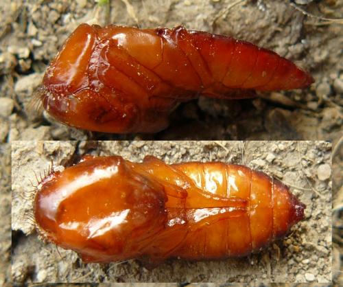 Réf. 99 757 : Ocypus sp.