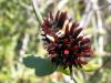 473 – Photo : Michel Guttin – Madagascar