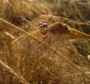 400 – Photo : Michel Guttin – Madagascar
