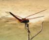 426 – Photo : Michel Guttin – Madagascar