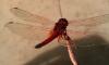 428 – Photo : Michel Guttin – Madagascar